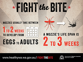 Facebook infographic: fight the bite 5