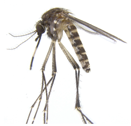Culex annulirostris mosquito