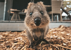 close up on the face of a quokka