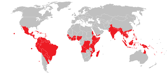World map showing in red places where there is a high risk of infection of dengue fever including South America, parts of Africa, Indonesia, Vietnam, Thailand and India