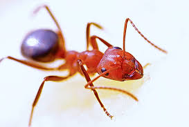 Fire ant