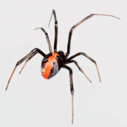 photo of red-back spider