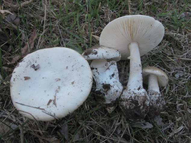 Marbled Death Cap mushroom (Amanita marmorata)