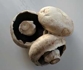 Common field mushrooms (Agaricus campestris)