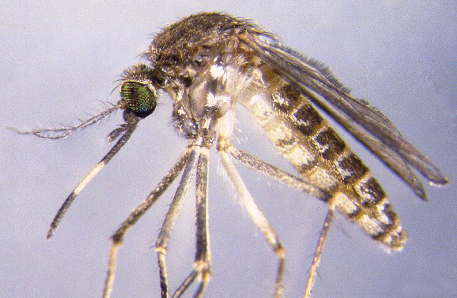 Mosquito close-up
