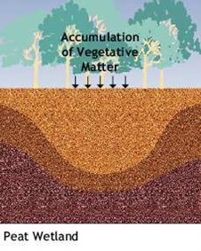 Illustration showing peat wetland