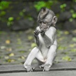 Monkey sitting on a bench