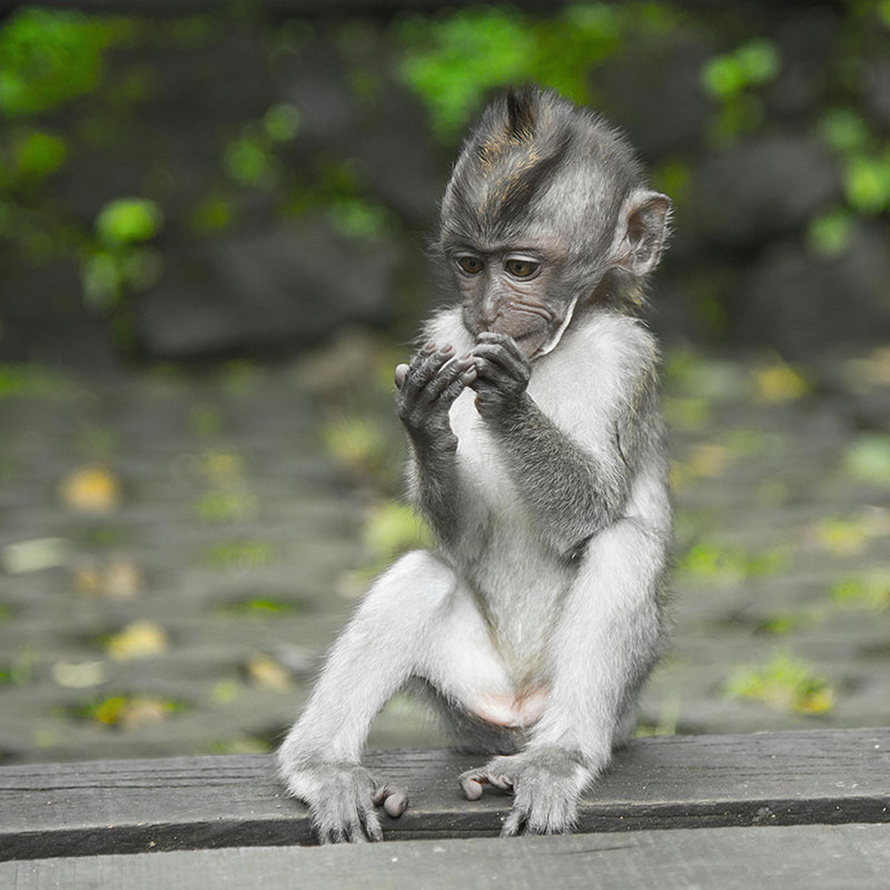 Avoid rabies on your next trip