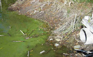 Water with algal bloom